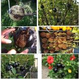 Gyökereztető burok