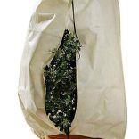 Téli növénytakaró