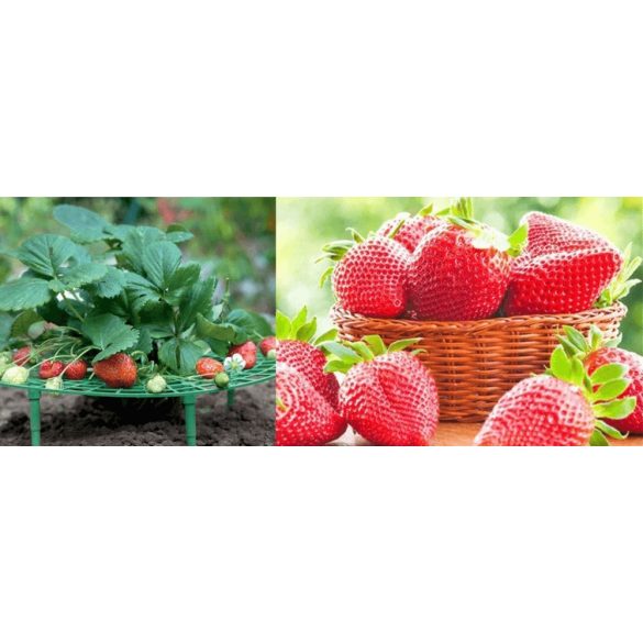 Kertészeti állvány eperhez