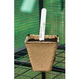 VERTO Palántázó doboz, papír, 8x8x7,8cm, 18 db/cs 15G464