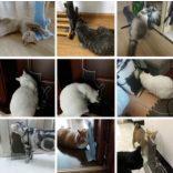 Önmasszázs kefe macskáknak