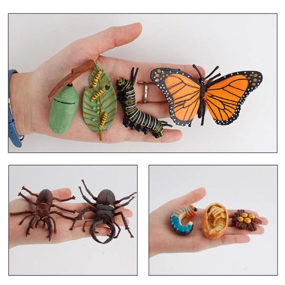 Életciklus Modell - oktató játék