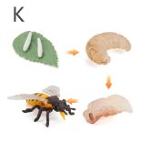 Életciklus Modell - oktató játék