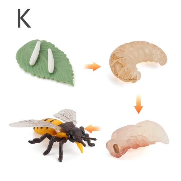 Életciklus Modell - oktató játék