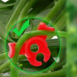 10db Klipsz Növényekhez