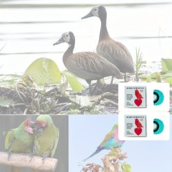 Madársíp Kék - 2 db - Madár síp