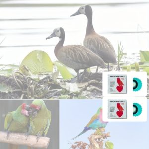 Madársíp Kék - 2 db - Madár síp