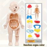 Oktatáshoz használt emberi anatómiai modell készlet gyerekeknek