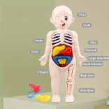 Oktatáshoz használt emberi anatómiai modell készlet gyerekeknek